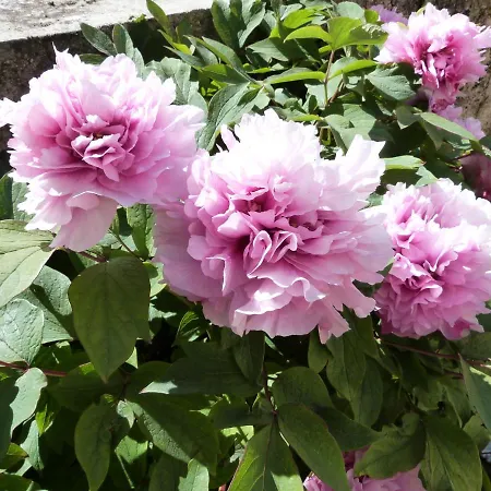 D'hotes Le Plassalou B&B